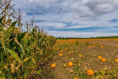 pumpkin patch corn maze