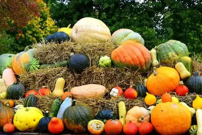 Pumpkins and gourds on display at a harvest celebration.