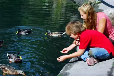 Kids feeding ducks in a river.