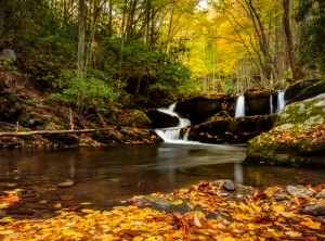 Fall leaves floating in a river in the Smoky Mountains.