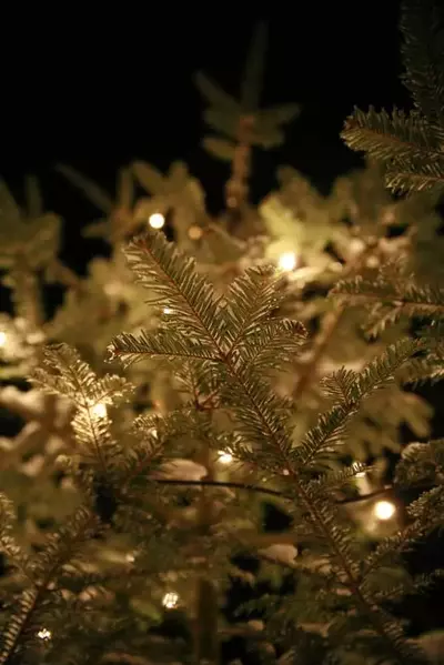 White lights sparkling in a green pine tree