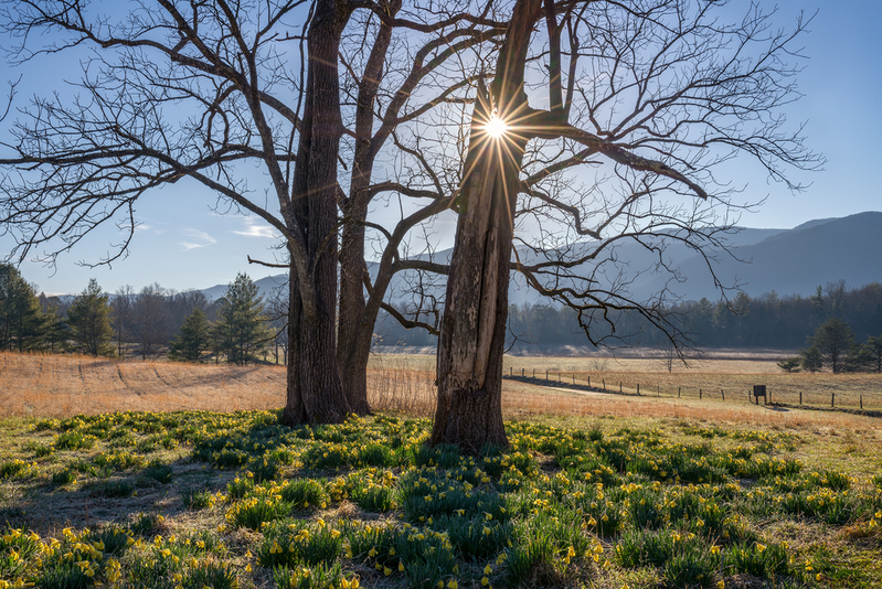 spring in the smoky mountains